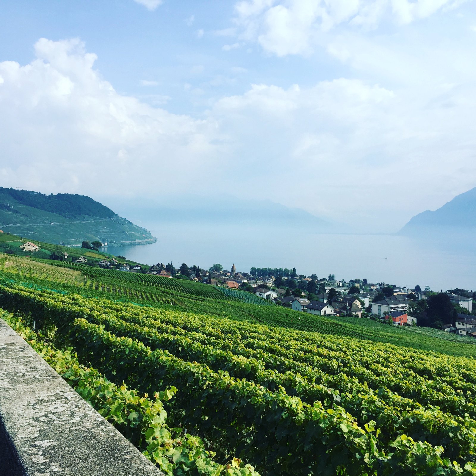 Lavaux